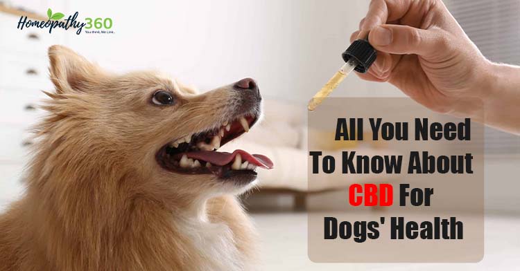 CBD for Dogs' Health
