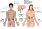 endocrine