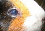 gunea pig, eye, blue opacity
