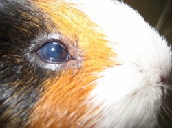 gunea pig, eye, blue opacity