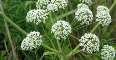 conium