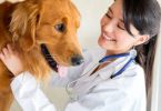 veterinary, repertory