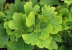 Ginkgo biloba