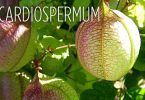 Cardiospermum