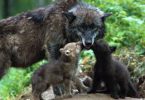 protective wolf, children