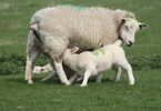 sheep, milk, lamb, reward