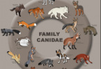 Canidae