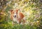Homeopathic medicines, canines