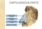 nose, cartilage, connective tissue