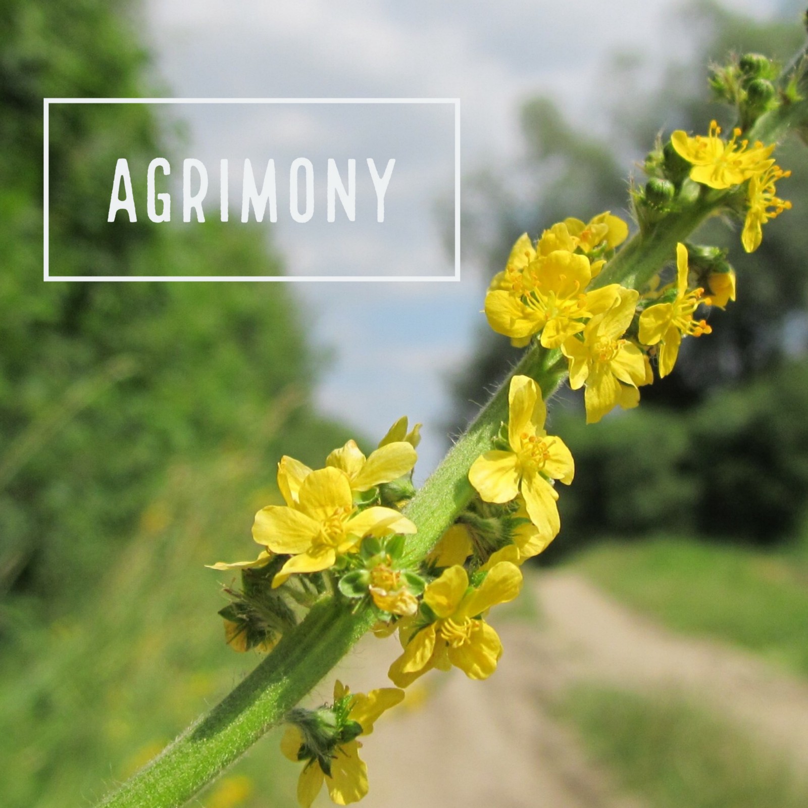 Bach Flower Agrimony Homeopathy 360