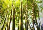 bambusa