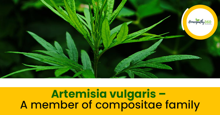 Artemisia vulgaris-homeopathy