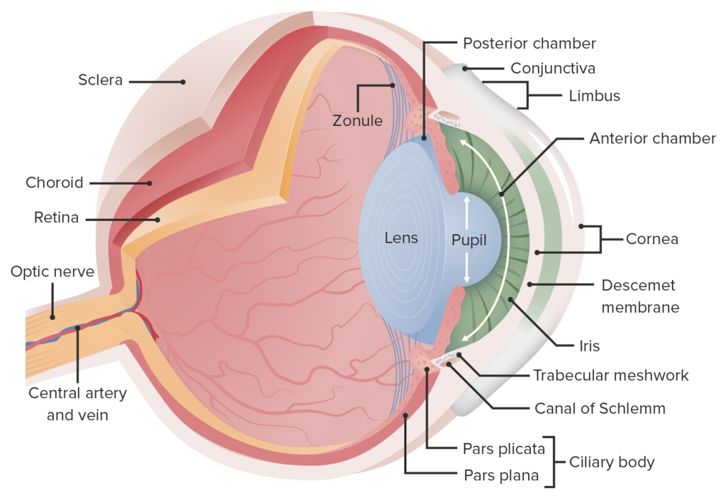 ANATOMY OF THE EYE 