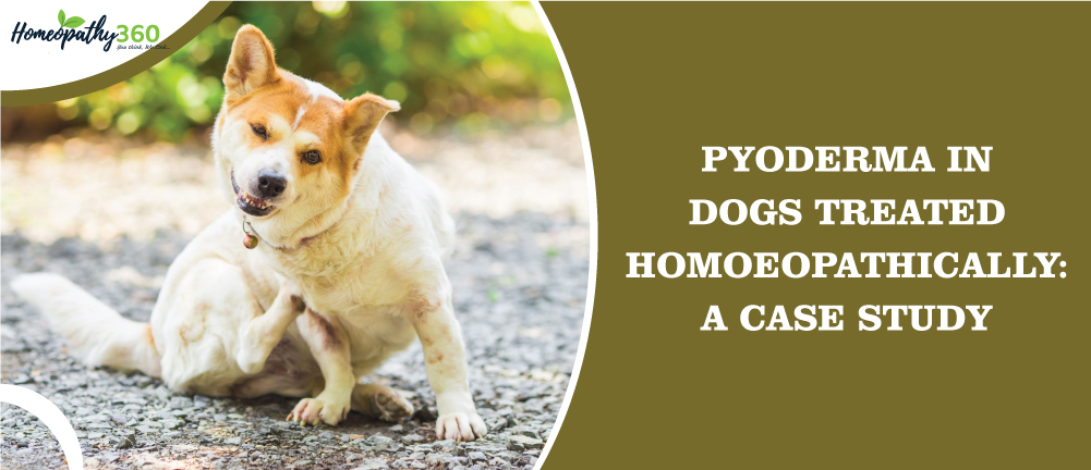 Pyoderma in Dogs - Symptoms, Causes, Diagnosis, Treatment with Homeopathy