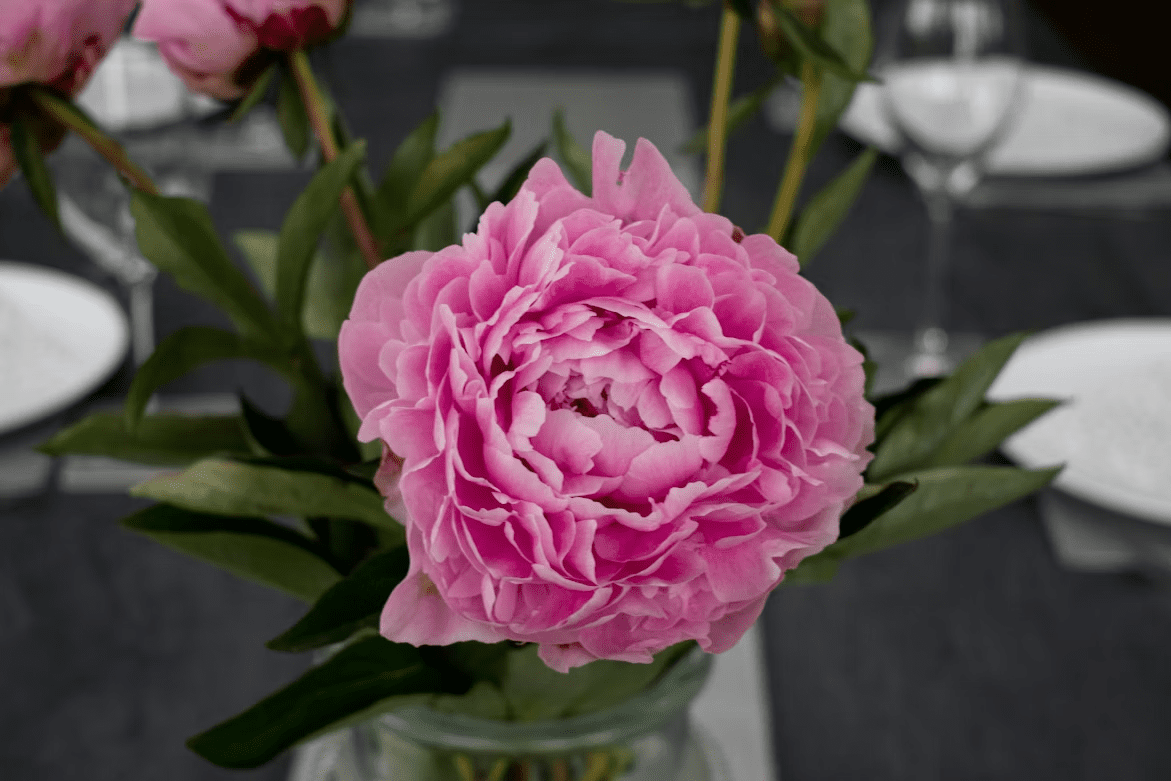 How to Choose the Perfect Peony Centrepiece for a Corporate Dining Table